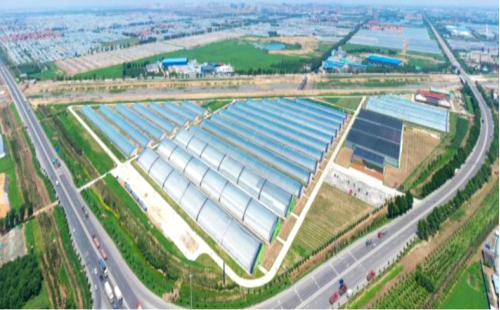 中國500強(qiáng)建設(shè)銀行蔬菜小鎮(zhèn)、番茄小鎮(zhèn)